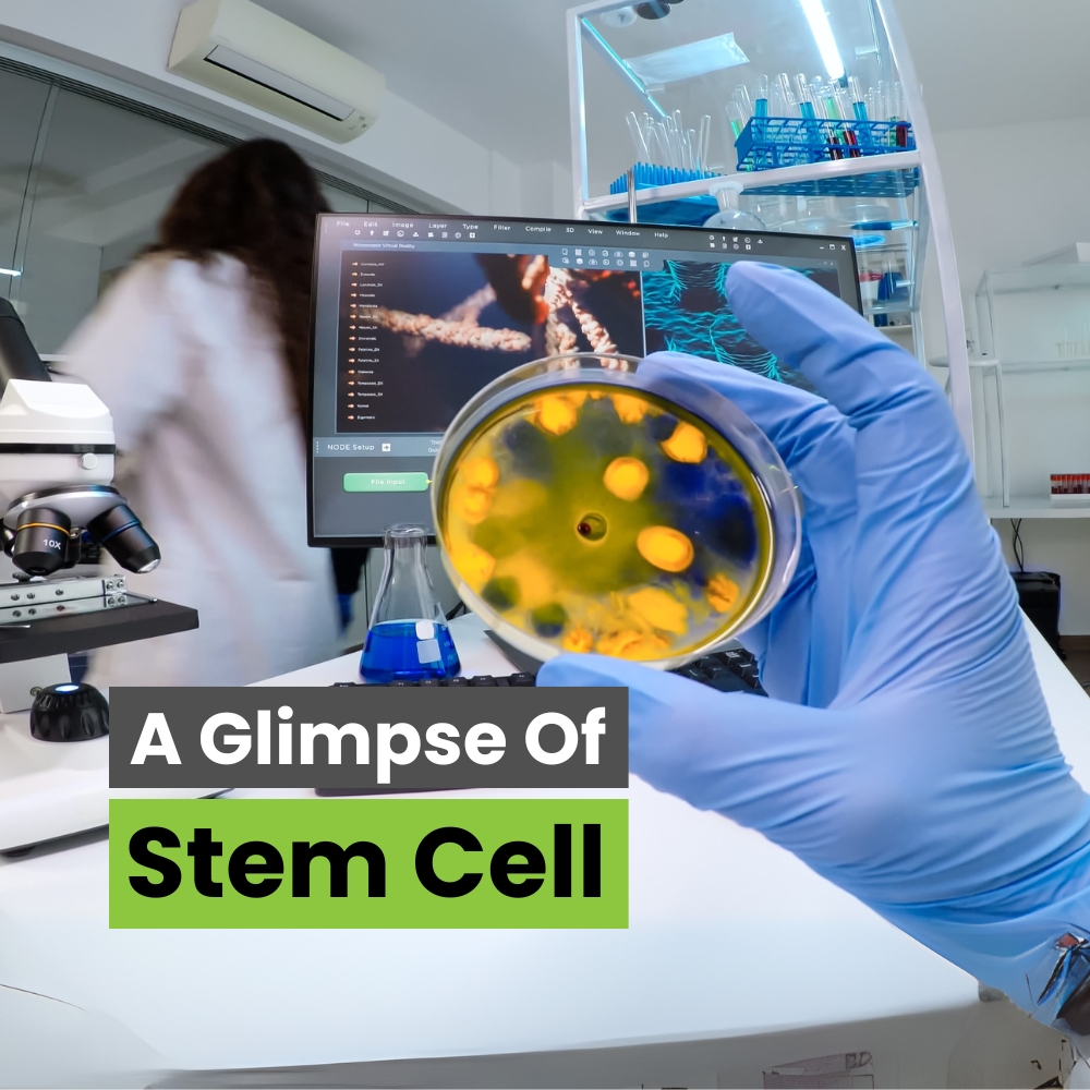 A Glimpse of Stem Cells