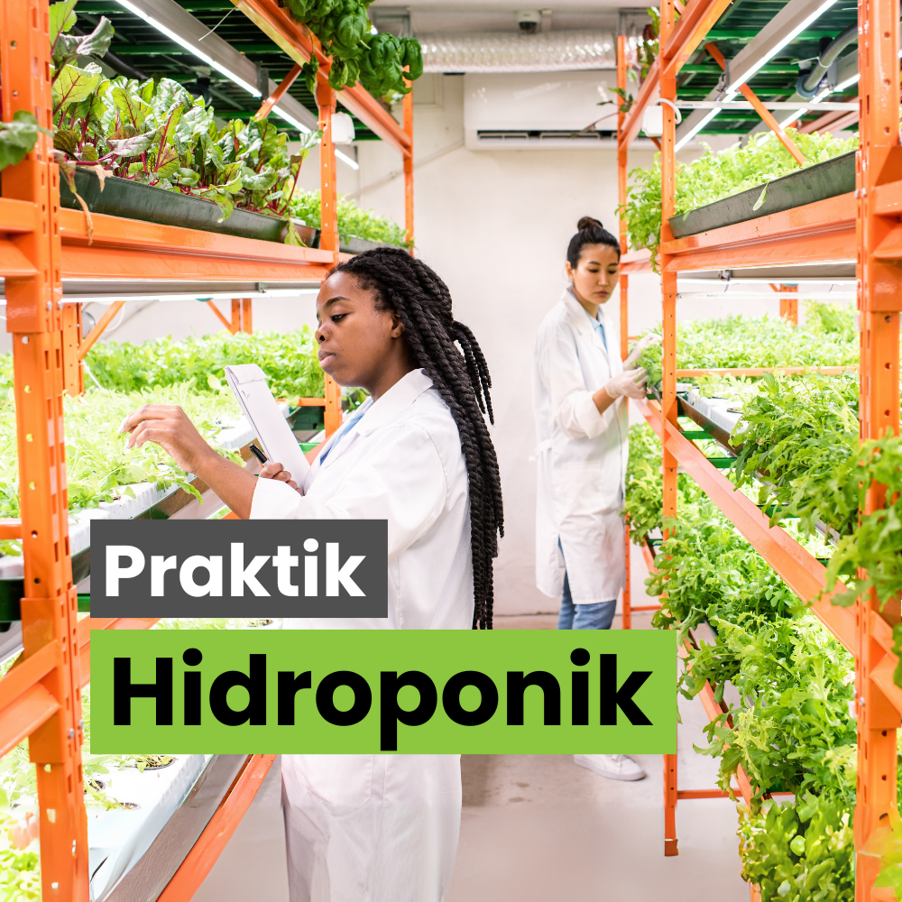 Praktik Hidroponik
